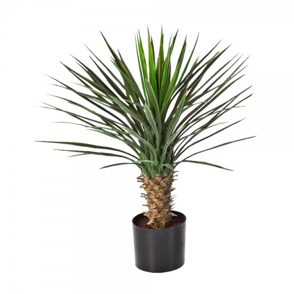 Palm (Yucca Rostrata)