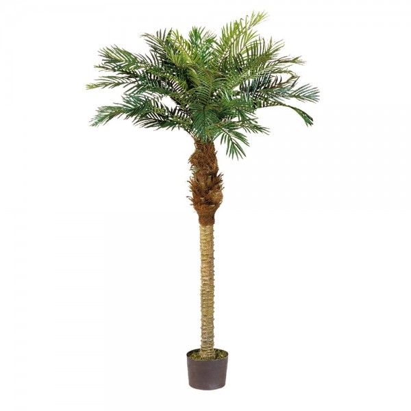 Palm Phoenix